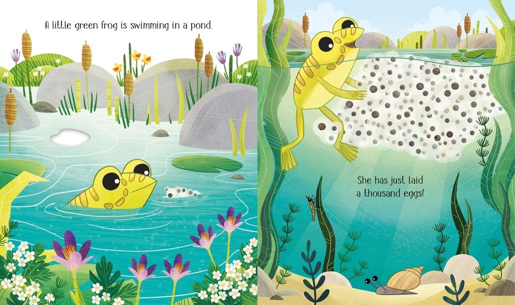 One Little Frog | Usborne books in English for kids | The Kids' Nook Oman