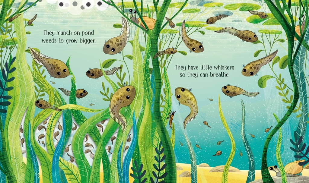 One Little Frog | Usborne books for kids | The Kids' Nook Oman