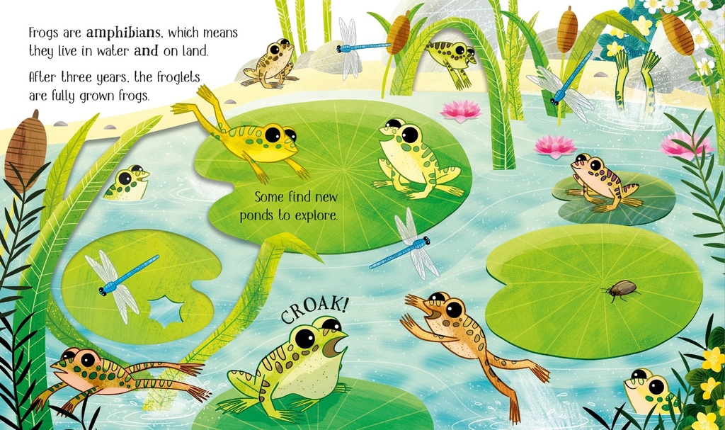 One Little Frog | Usborne books for kids | The Kids' Nook Oman